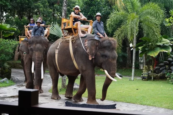 Ultimate Elephant Adventure by Bali Zoo - Image 2