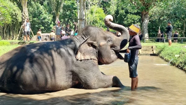 Ultimate Elephant Adventure by Bali Zoo - Image 3