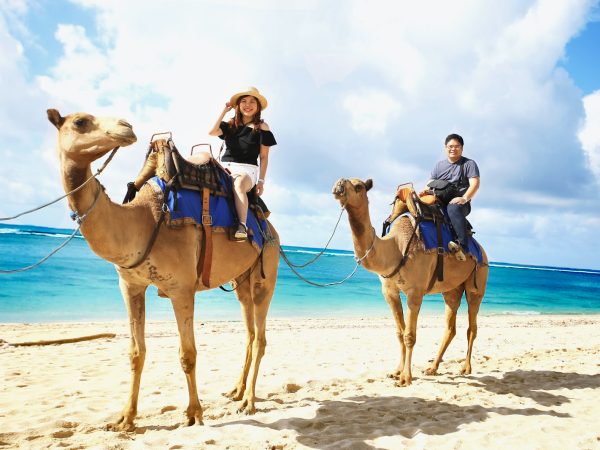 Unforgettable Bali Camel Ride Adventure