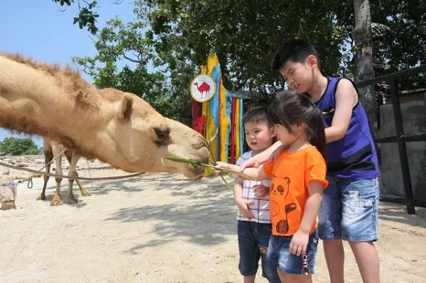 Unforgettable Bali Camel Ride Adventure - Image 4