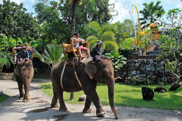 Ultimate Elephant Adventure by Bali Zoo