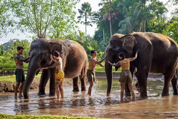 Ultimate Elephant Adventure by Bali Zoo - Image 10
