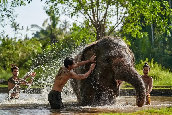 Ultimate Elephant Adventure by Bali Zoo - Image 11