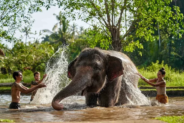 Ultimate Elephant Adventure by Bali Zoo - Image 12