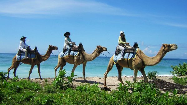 Unforgettable Bali Camel Ride Adventure - Image 7