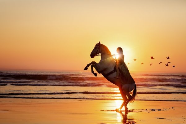 Ride the Magic of Bali: Join Our Horse Riding Experience!
