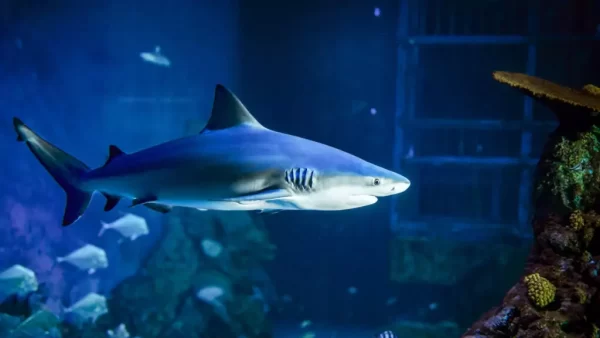 Bali Marine Safari Experience at Bali Safari -an unforgettable journey beneath the waves - Image 5