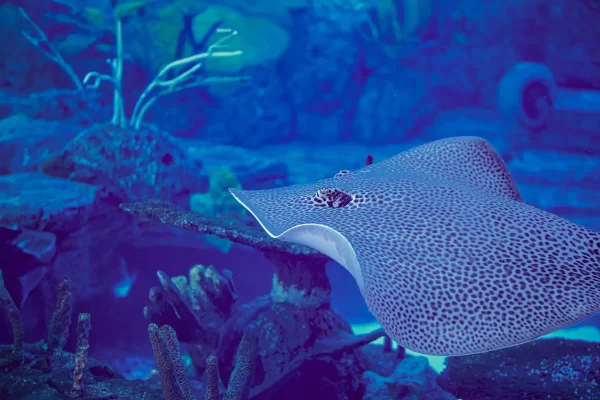 Bali Marine Safari Experience at Bali Safari -an unforgettable journey beneath the waves - Image 2