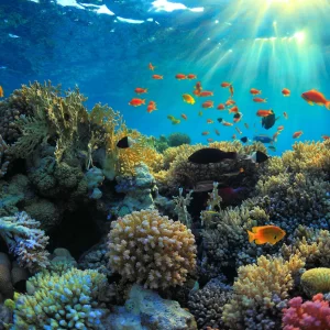Amed Bali Snorkeling – Explore Japanese Shipwreck and Bali’s Underwater Paradise