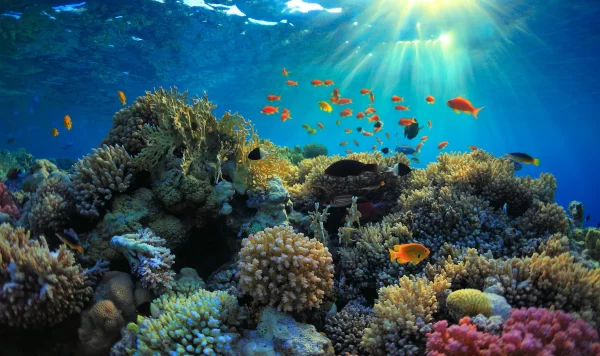 Amed Bali Snorkeling – Explore Japanese Shipwreck and Bali’s Underwater Paradise