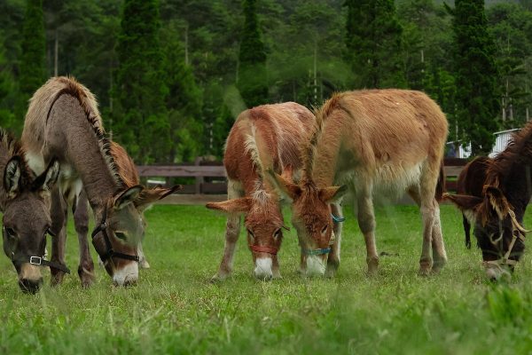 Picnic with Donkeys at Bali Farm House Bedugul - Image 5