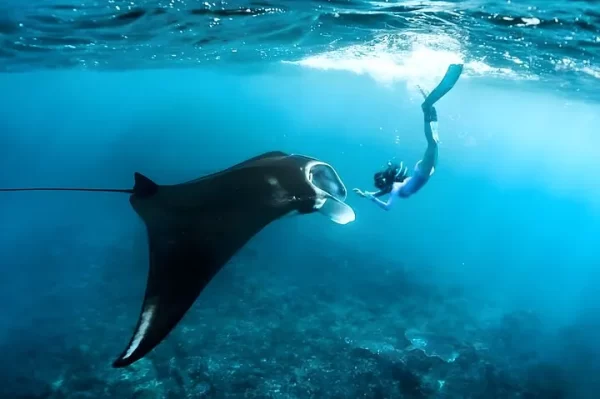 West Nusa Penida Tour + Snorkeling 3 Spots Limited ! - Image 5