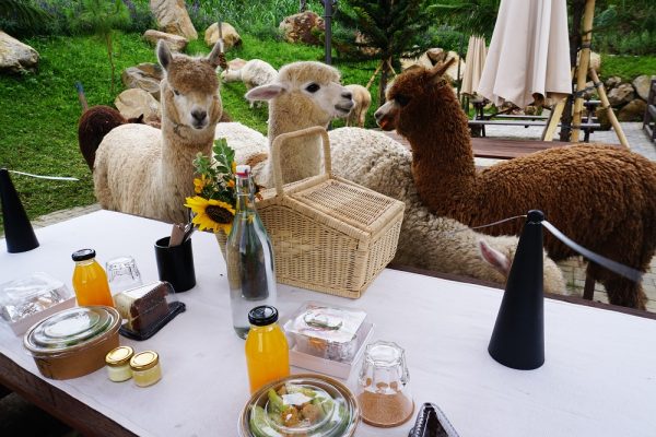 Brunch with Alpaca at Bali Farm House Bedugul - Image 2