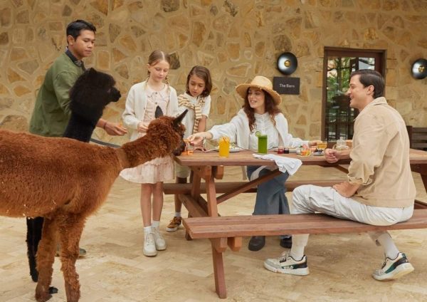 Brunch with Alpaca at Bali Farm House Bedugul
