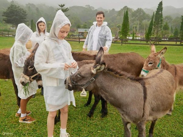 Picnic with Donkeys at Bali Farm House Bedugul - Image 6