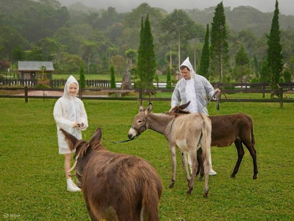 Picnic with Donkeys at Bali Farm House Bedugul - Image 7