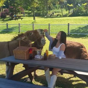 Picnic with Donkeys at Bali Farm House Bedugul