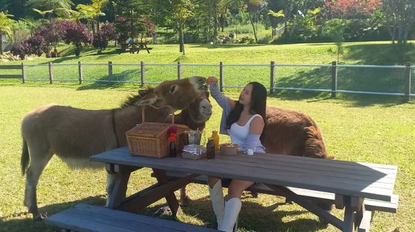 Picnic with Donkeys at Bali Farm House Bedugul