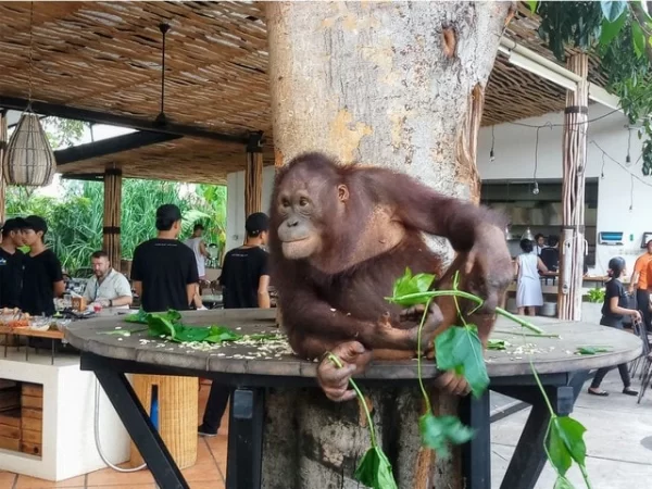Breakfast with Orangutan Ticket at Bali Zoo – A Morning You’ll Never Forget - Image 4