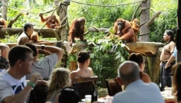 Breakfast with Orangutan Ticket at Bali Zoo – A Morning You’ll Never Forget - Image 5