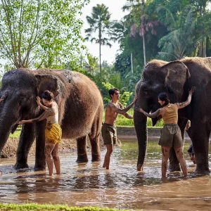 Bali Zoo Elephant Mud Fun Ticket – Play, Wash & Bond