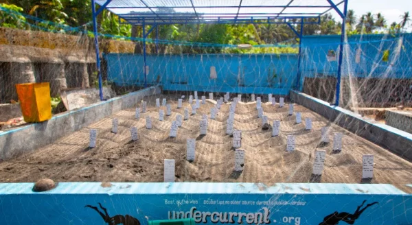 Bali Saba Asri Turtle Conservation Ticket – Protect & Release Baby Turtles - Image 3