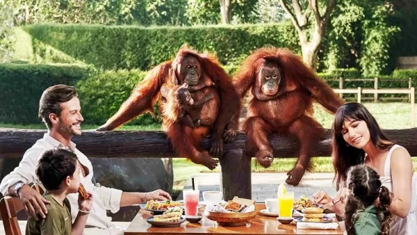 Breakfast with Orangutan Ticket at Bali Zoo – A Morning You’ll Never Forget - Image 2